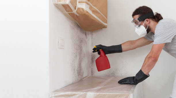 Professional Basement Mold Remediation technician working in Greenville, NY